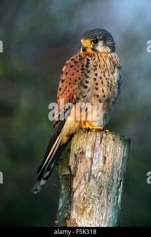 Comune di gheppio (Falco tinnunculus) maschio appollaiato sul palo da recinzione lungo il prato Foto Stock