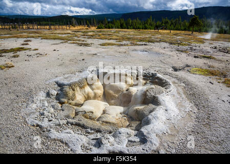 Molla di Shell, Biscuit Basin, il Parco Nazionale di Yellowstone, Wyoming USA Foto Stock