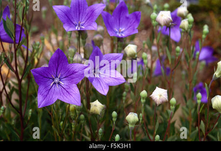 Close-up di un Ixiolirion blu Foto Stock