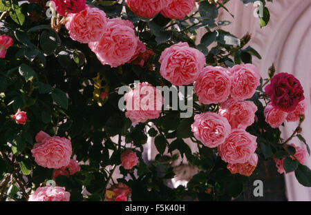 Close-up di rosa rose rampicanti Foto Stock