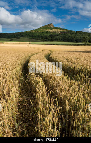 Mature Campo di grano sotto Roseberry Topping, North Yorkshire Foto Stock