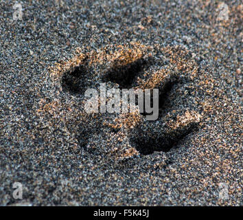 Paw stampa in sabbia di un Upstate New York beach Foto Stock