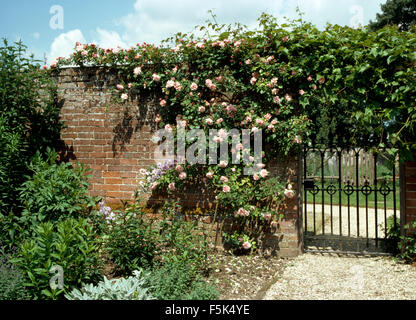 Albertine rose crescente sul muro con una cancellata in ferro battuto in un paese grande giardino in estate Foto Stock