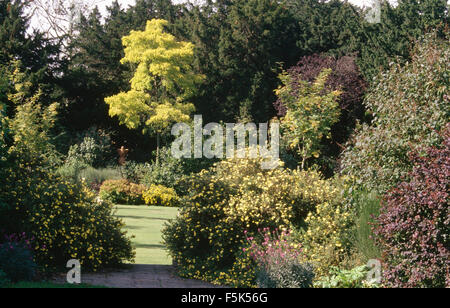 Giallo rock rose in frontiera arbusto nel paese grande giardino con un pseudoacacia in un confine accanto al prato Foto Stock