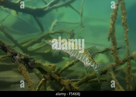 Cava di granito Aleksandrovskiy, Ucraina. 4 Ott 2015. nord del luccio (Esox lucius) nascosto tra i rami della struttura sommersa, cava di granito Aleksandrovskiy, Ucraina © Andrey Nekrasov/ZUMA filo/ZUMAPRESS.com/Alamy Live News Foto Stock