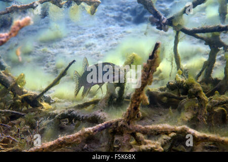 Cava di granito Aleksandrovskiy, Ucraina. 4 Ott 2015. nord del luccio (Esox lucius) nascosto tra i rami della struttura sommersa, cava di granito Aleksandrovskiy, Ucraina © Andrey Nekrasov/ZUMA filo/ZUMAPRESS.com/Alamy Live News Foto Stock