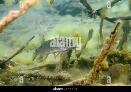 Cava di granito Aleksandrovskiy, Ucraina. 4 Ott 2015. nord del luccio (Esox lucius) nascosto tra i rami della struttura sommersa, cava di granito Aleksandrovskiy, Ucraina © Andrey Nekrasov/ZUMA filo/ZUMAPRESS.com/Alamy Live News Foto Stock