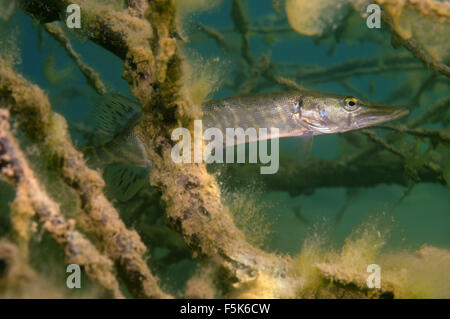 Cava di granito Aleksandrovskiy, Ucraina. 4 Ott 2015. nord del luccio (Esox lucius) nascosto tra i rami della struttura sommersa, cava di granito Aleksandrovskiy, Ucraina © Andrey Nekrasov/ZUMA filo/ZUMAPRESS.com/Alamy Live News Foto Stock