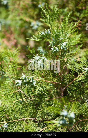 Thuja ramoscello verdeggiante con coni germogli in luglio, freschi germogli verdi sul conifera ramoscelli macro, pianta crescere in Polonia, ... Foto Stock