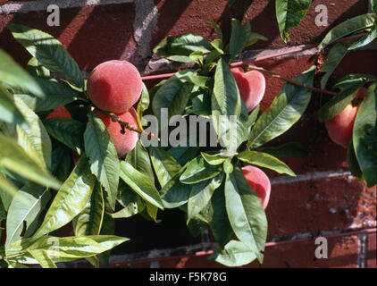 Close-up di pesche che cresce su una parete Foto Stock