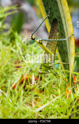 Grasshopper in una boccola Foto Stock