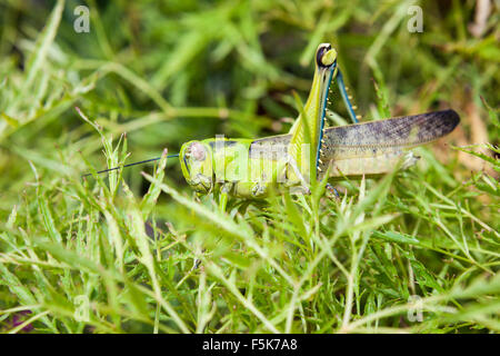 Grasshopper in una boccola Foto Stock