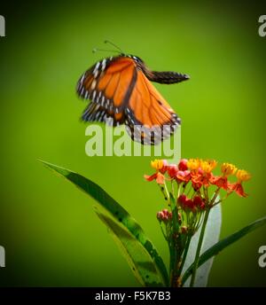 Farfalla monarca in volo Foto Stock
