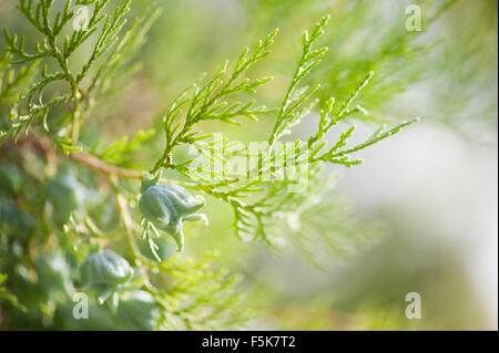 Thuja cono fresca closeup in luglio, freschi germogli verdi sul conifera ramoscelli macro, pianta crescere in Polonia, orizzontale... Foto Stock