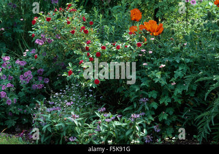 Blu gerani perenni e cornflowers in estate confine con papavero rosso scarlatto e rose Foto Stock