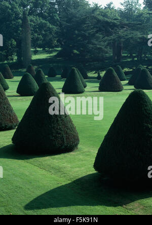 Topiaria da alberi di tasso agganciato nella piramidi sul prato in paese grande giardino Foto Stock