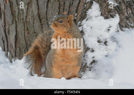 Fox orientale scoiattolo (Sciurus niger) alla ricerca di cibo, inverno, e l'America del Nord Foto Stock