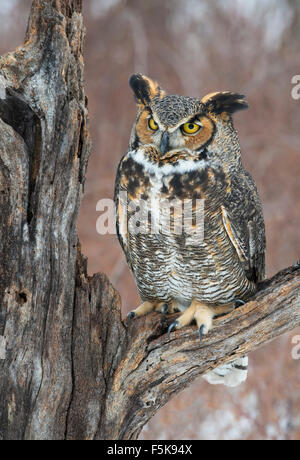 Grande Orned Owl Buzo virginianus arroccato sul ceppo orientale N America, di Skip Moody/Dembinsky Photo Assoc