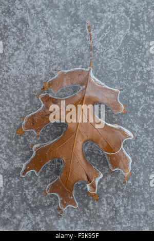 Palude di foglie di quercia (Quercus spp) congelate in ghiaccio. E. America del Nord Foto Stock