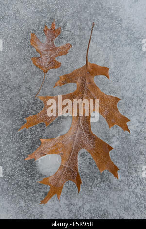 Pin di foglie di quercia (Quercus palustris) congelate in ghiaccio, inverno, E. America del Nord Foto Stock