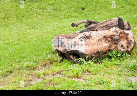 Albero abbattuto nel prato, luminoso verde erba Foto Stock