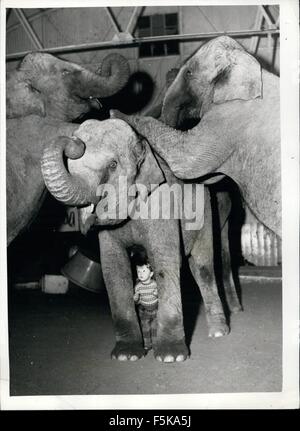 1968 - ella è solo due - ma lei treni Real Live elefanti. Yvonke Kruse con il Bertram Mills animali: Formazione animale è nel sangue di due anni di Yvonke Kruse noi figlia del famoso trainer - ora lavorando fino a h è atto presentato dalla sua moglie alla Bertram Mills Circus - ora in trimestri invernali a Scot. Quasi oltre poiché è stata in grado di sedersi - alla vista di un elefante ha emozionato Yvonne. Gli elefanti stessi trattarla con grande rispetto. Il suo preferito è Kam - con il quale lei può fare quasi nulla. Purtroppo - a causa di normative - Yvonne può solo la pratica con l'anima Foto Stock