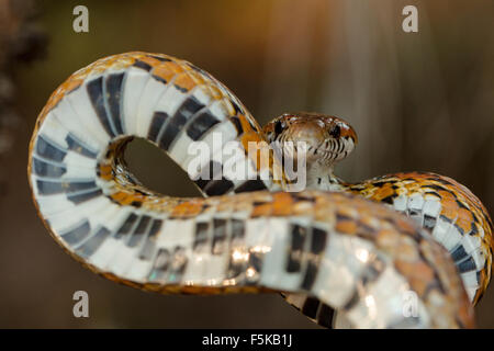 Close up di un serpente di mais in stridente pongono - Pantherophis guttatus Foto Stock