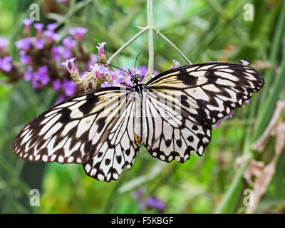L'aquilone di carta e carta di riso, o grande albero nymph butterfly. Idea leuconoe. Dal sud-est asiatico. Foto Stock