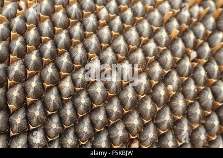 Semi maturi in semi di girasole. Primo piano Foto Stock
