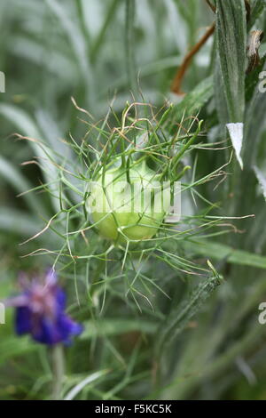 Macro shot di Nigella damascena capsule di semi Foto Stock