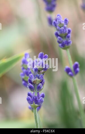 Lavandula angustifolia 'Munstead' contro lo sfondo di colore verde Foto Stock