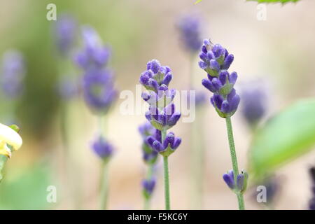 Lavandula angustifolia 'Munstead' contro lo sfondo di colore verde Foto Stock