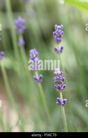 Lavandula angustifolia 'Munstead' contro lo sfondo di colore verde Foto Stock