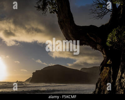 Alberi Pohutakawa all'alba, spiriti Bay, Northland Foto Stock