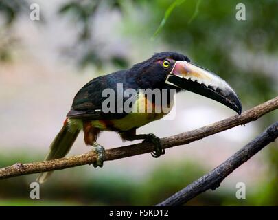 Toucan su un ramo Foto Stock