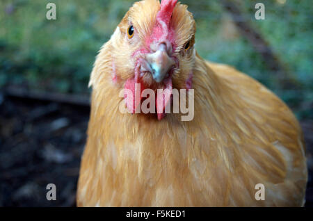 Organici di uova di galline Foto Stock