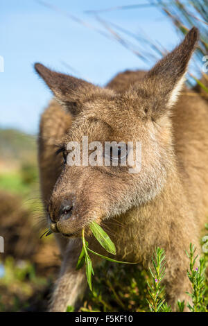 Australian Kangaroo mangiare Foto Stock