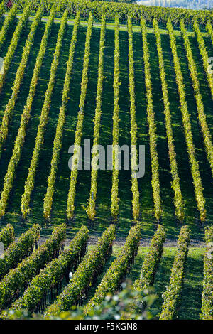 Vigneti - paesaggio geometrico in vigna di Bordeaux Foto Stock