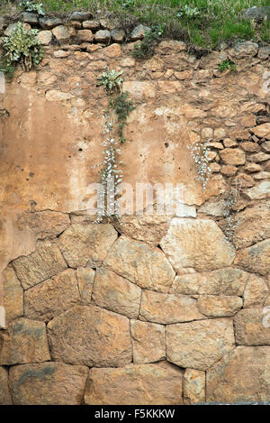 Arbusti che cresce su un muro di pietra Foto Stock