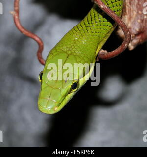 Red-tailed ratsnake verde (Gonyosoma oxycephalum), a.k.a.Sudest Asiatico ratsnake arboree o rosso-tailed racer snake Foto Stock