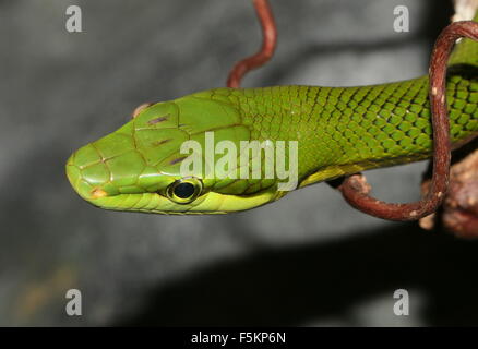 Red-tailed ratsnake verde (Gonyosoma oxycephalum), a.k.a.Sudest Asiatico ratsnake arboree o rosso-tailed racer snake Foto Stock