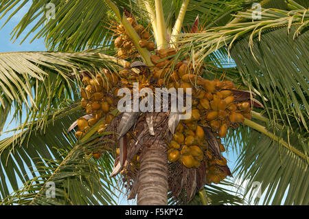 Noci di cocco mature su un albero di palma, isola di Thoddoo, Oceano Indiano, Rasdhoo atoll, Maldive Foto Stock