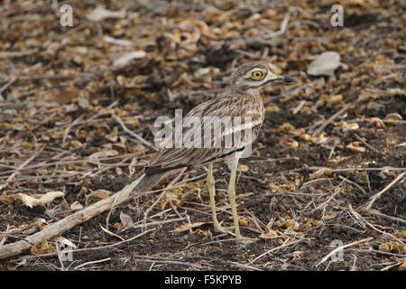 Indian pietra-curlew a Blackbuck National Park, Velavadar Foto Stock