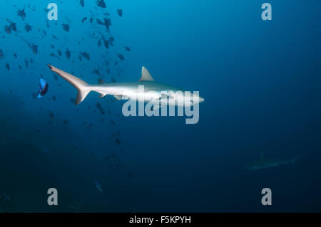 Grey Reef shark (Charcarhinus amplyrynchos) Oceano Indiano, Maldive Foto Stock