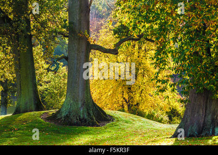 Roverella, Quercus robur, nel parco sul Bowood Station Wagon nel Wiltshire in autunno. Foto Stock