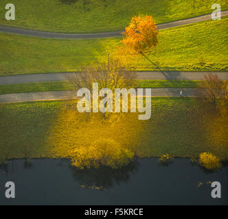 Alberi decidui in autunno a riva del lago Kemnade foglie di giallo, Foto Stock