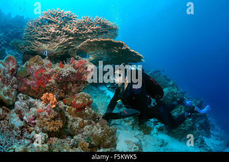 Oceano Indiano, Maldive. 26 Sep, 2015. Sommozzatore guardando un corallo, l'Oceano Indiano, Maldive © Andrey Nekrasov/ZUMA filo/ZUMAPRESS.com/Alamy Live News Foto Stock