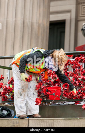 Liverpool, Merseyside, Regno Unito. 6 Novembre, 2015. La "finestra di pianto" Installazione di papavero a St. Georges Hall di Liverpool. La scultura è stata costruita da volontari in occasione della commemorazione di eroi caduti delle due guerre mondiali. I PAPAVERI sarà drappeggiato come un fiume che scorre, meandri giù le fasi di St. Georges Hall. La sorprendente display sarà completato e presentato per ricordo domenica 8 novembre. Credito: Cernan Elias/Alamy Live News Foto Stock