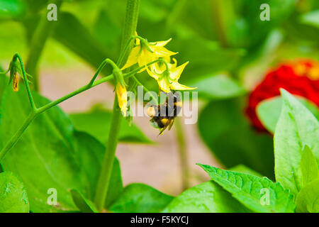 Foto macro di Nizza bumblebee (bombus pascuorum) lavorano sul fiore giallo. Bumblebee la raccolta di nettare e di polline da sm Foto Stock