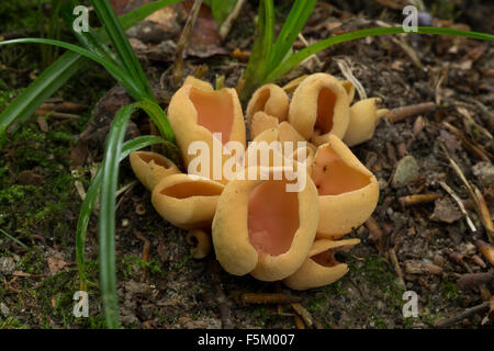 Hare's Ear, Eselsohr, Esels-Ohr, Otidea onotica, Peziza onotica, l'Oreille-de-lièvre, Oreille-d'âne Foto Stock